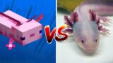 Axolotl in Minecraft vs Real Life