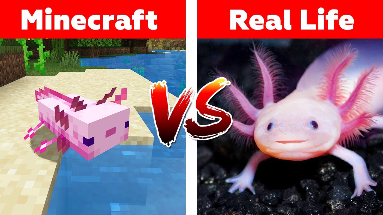 MINECRAFT AXOLOTL IN REAL LIFE! Minecraft vs Real Life animation ...