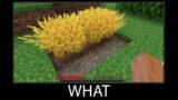 Minecraft wait what meme part 77 realistic minecraft wheat