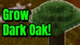 How to Grow Dark Oak Trees in Minecraft #Shorts